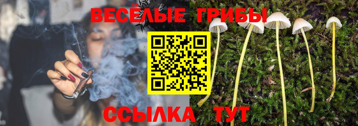 Псилоцибиновые грибы Cubensis Осинники